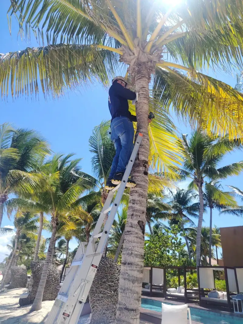 Montaje de cámara en palmera de club de playa